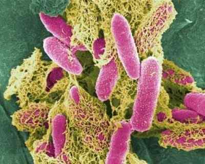 Кишечная палочка (E.coli)
